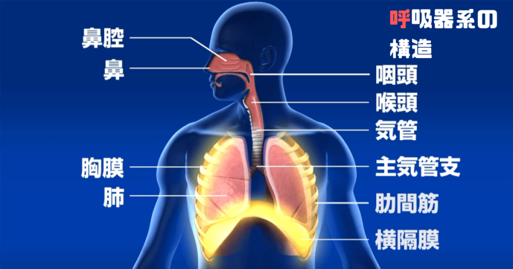 呼吸器系の構造を解説